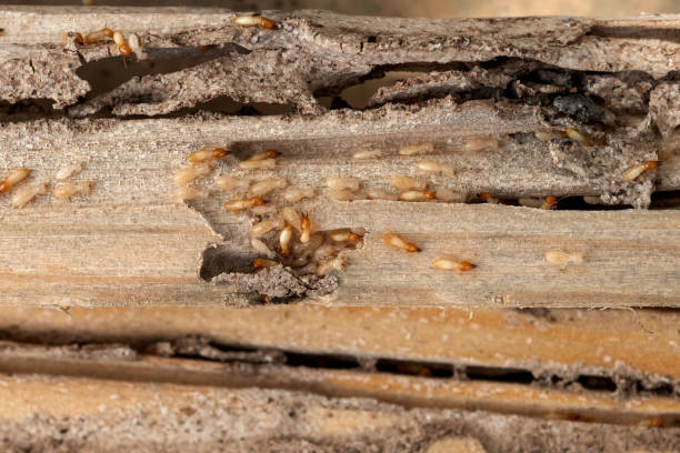 Trusted Anna, TX Pest Control Experts
